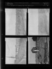 Damage done to crops by hail (4 Negatives), June 24-28, 1954 [Sleeve 60, Folder c, Box 4]